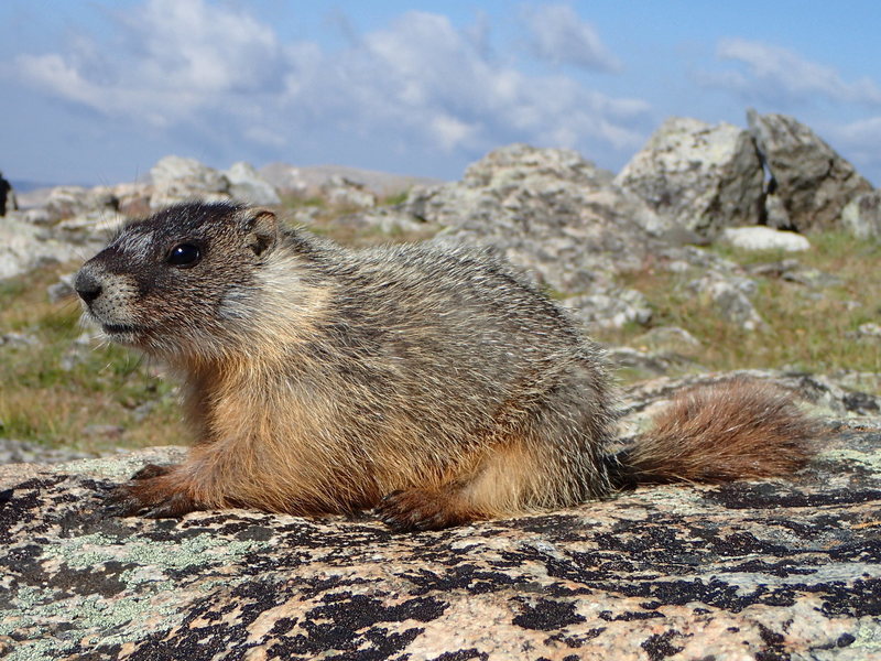 Baby marmot wanting snacks at the col.