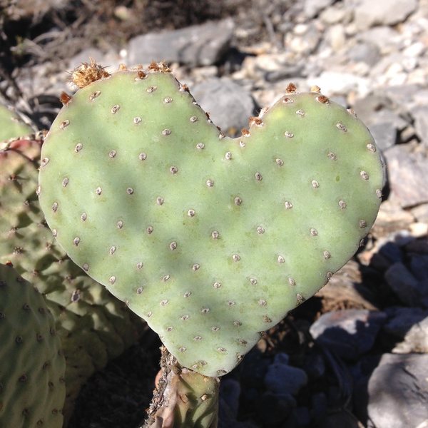 Even the cacti love Clark Mountain