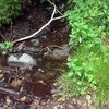 Converse Creek in Summer, San Bernardino Mountains