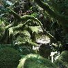 Mossy forest in the Enchanted boulders