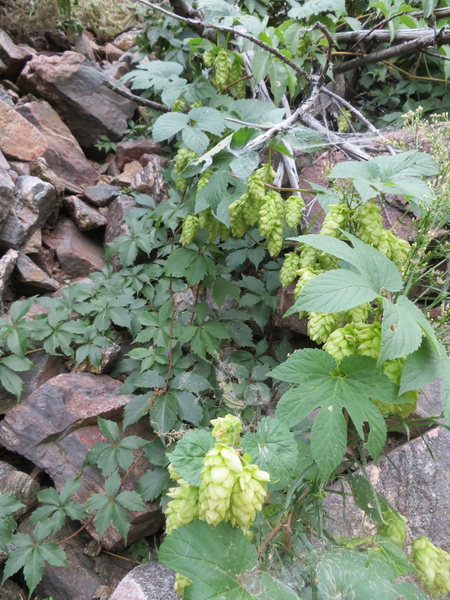 Hops growing wild in Clear Creek Canyon.