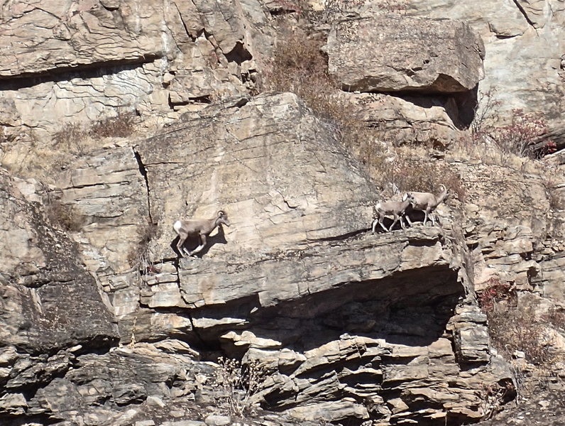 Mtn Sheep family in McLoughlin Canyon