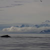 Mt. La Perouse and Mt. Crillon dominate the skyline of Cross Sound, AK. 