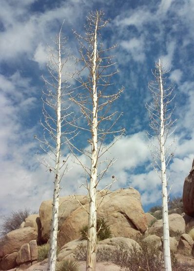 Giant Nolina (Nolina parryi), High Desert