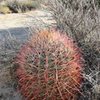 A nice barrel cactus (Ferocactus cylindraceus), Joshua Tree NP 