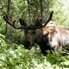 Up close with a bull moose in Grand Teton NP. I was standing behind a tree while taking this photo.