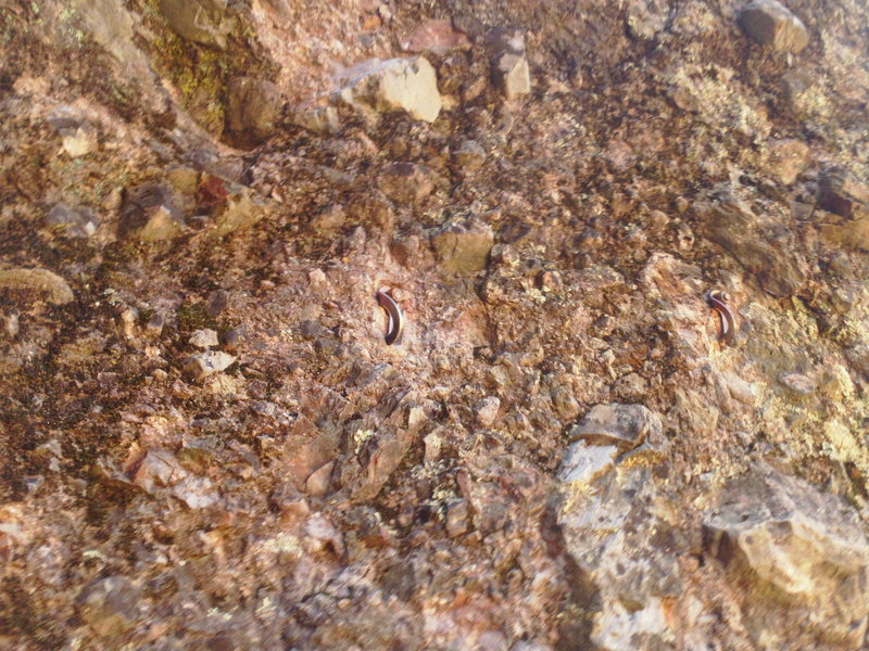 These bolts are around the bend from the rappel bolts(see other image). These bolts can be used for belaying the second pitch of Tilting Terrace or Cool Daze.