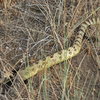 Rattlesnakes at Massacre.  There are two in this picture.