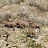 California Mtn Sheep seen from the orchard parking lot in mid-December.