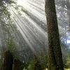 Sunbeams at Tillamook Head.