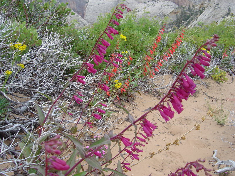 Summit ridge wildflowers.