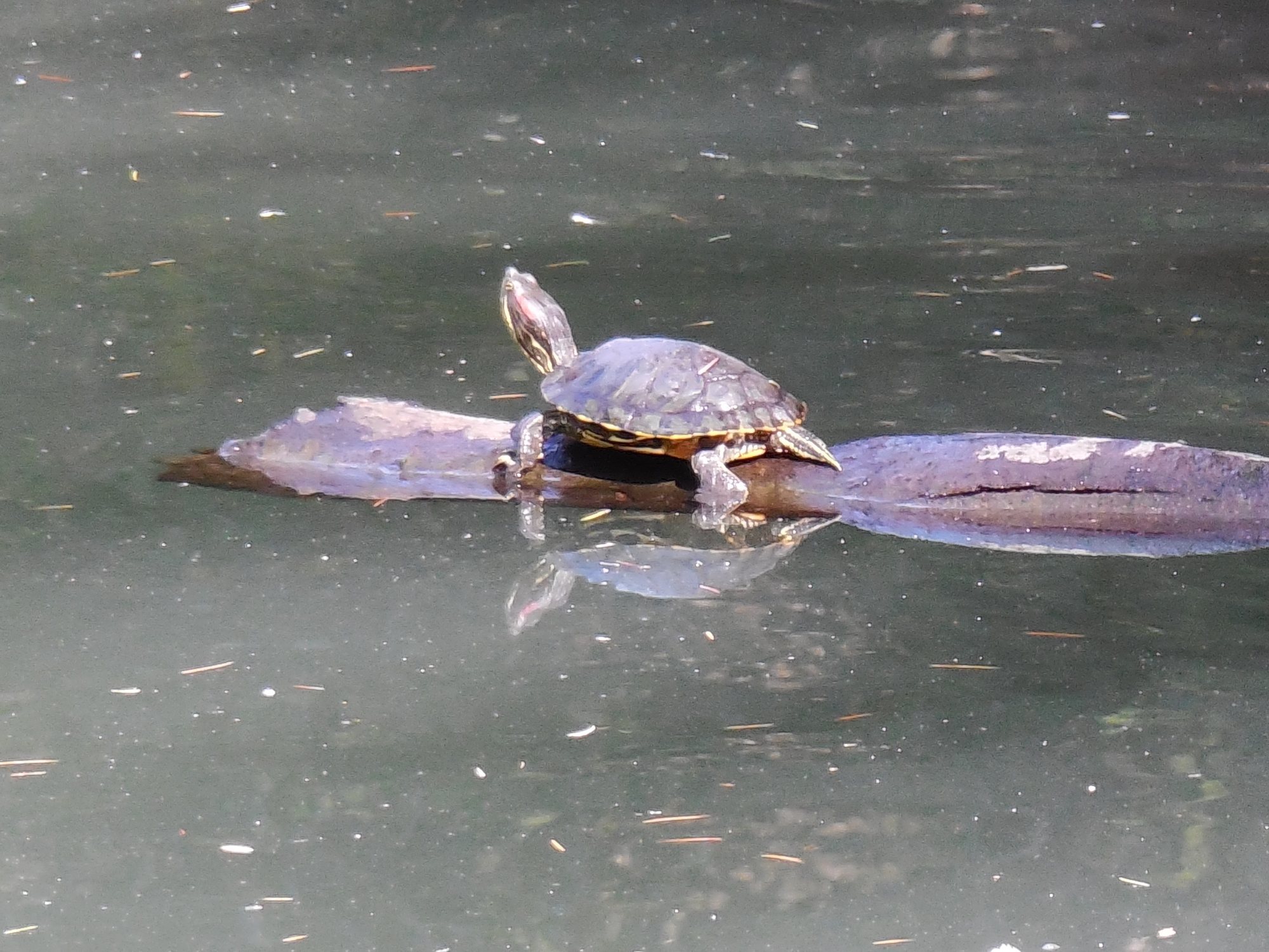 Turtles at Franklin Canyon.