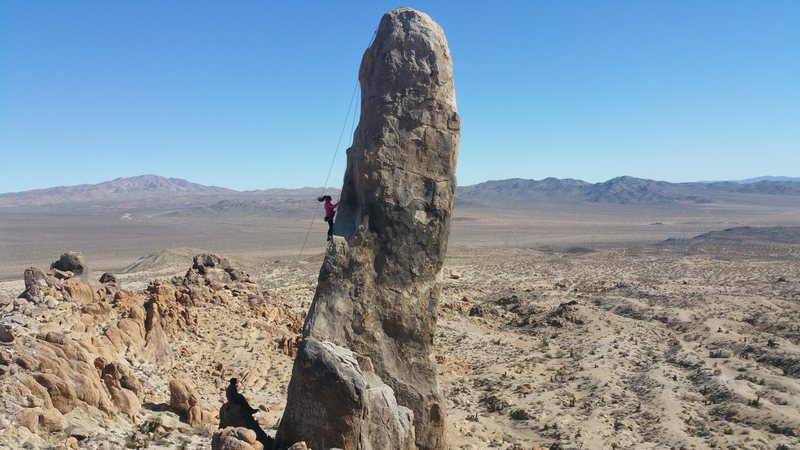 Ally Cat working up Limp Side. 