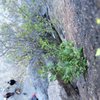 A neat bush next to a trad route in Rainbow Canyon