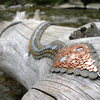 Copperhead in Boulder Creek.