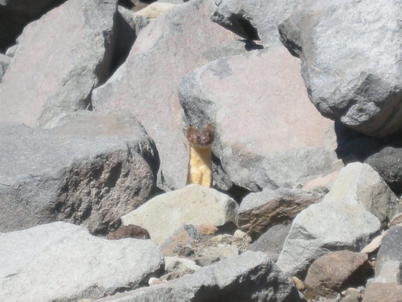 Weasel on Mt. Jefferson.