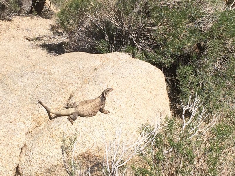 Lizard Friend