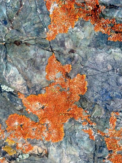 Colorful lichen, White Mountains