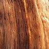 Bristlecone bark detail, White Mountains