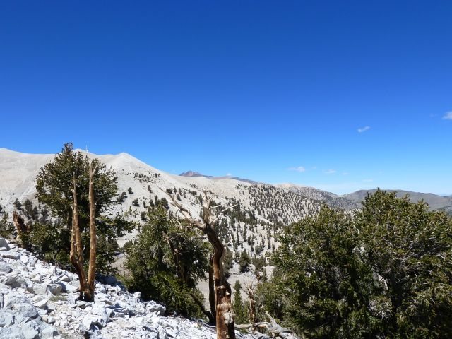 Patriarch Grove, White Mountains