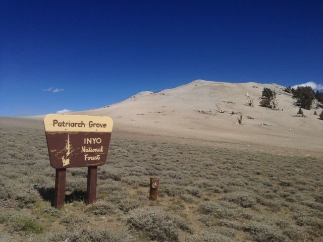 Patriarch Grove sign, White Mountains