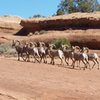 Some big horn sheep at the top!