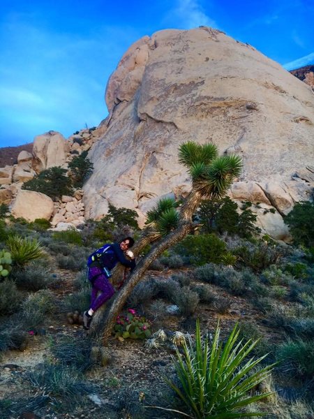 saddle rock - tree