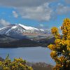 Gorse bush and hill