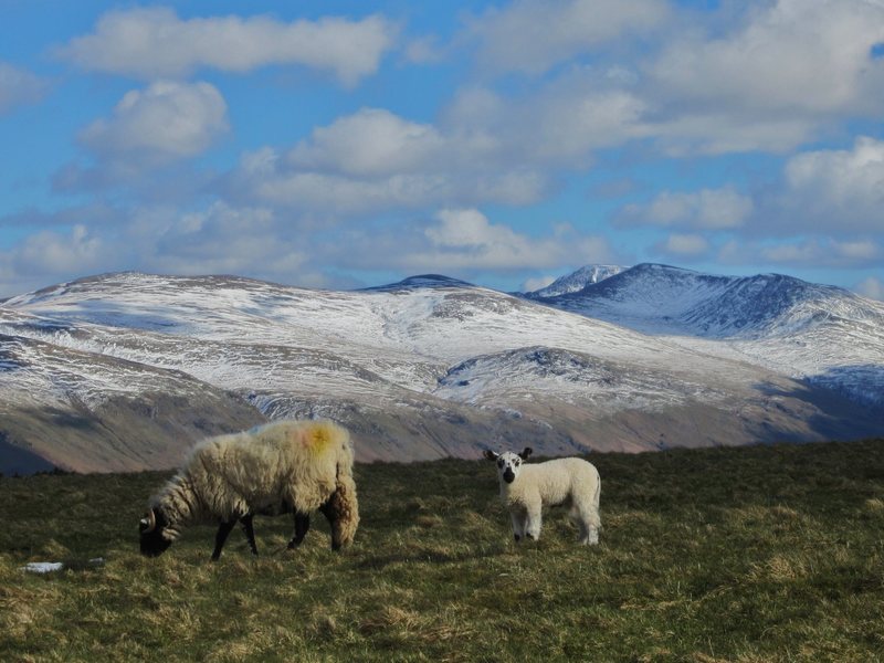 Looking towards the Helvellyn Range . Lake District.