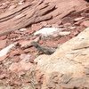 Collared lizard.