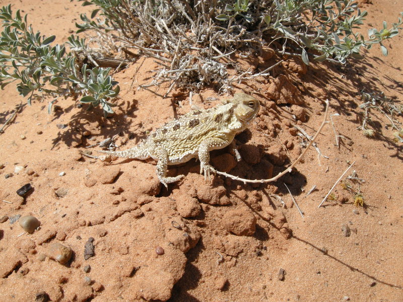 Fatty Horned Toad.