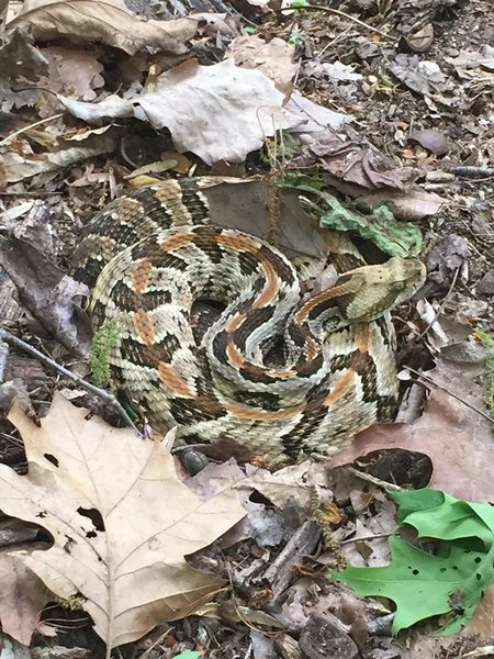 be on lookout!  where trail hits the rock is a snake den