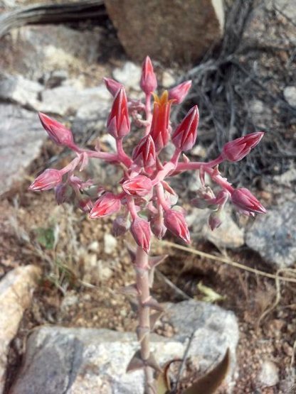 Live-Forever plant (Dudleya saxosa), The Cemetery