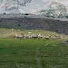 Sheep near Blanca Peak.