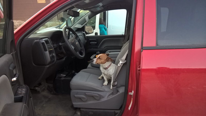 They say to not play with the ranch dogs, but sometimes they play with you. Peanut taking the wheel