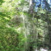 Vine maple with abundance of the relatively rare Methuselah's Beard lichen (Usnea longissima). Found near the start of the trail to The Pumphouse. Please do not disturb it. 