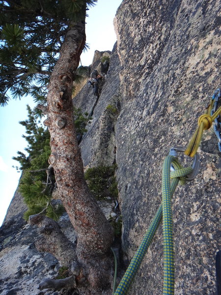 The start of pitch 8. Climb through the tree and up the wide crack to reach the base of the bolted 5.10 slab.