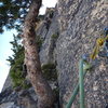 The start of pitch 8. Climb through the tree and up the wide crack to reach the base of the bolted 5.10 slab.