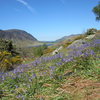 Rannerdale Bluebells .. Buttermere