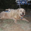 Aspen (then age 11) totally worked but enjoying the camping scene after a long day of cragging at Shelf, 2005.