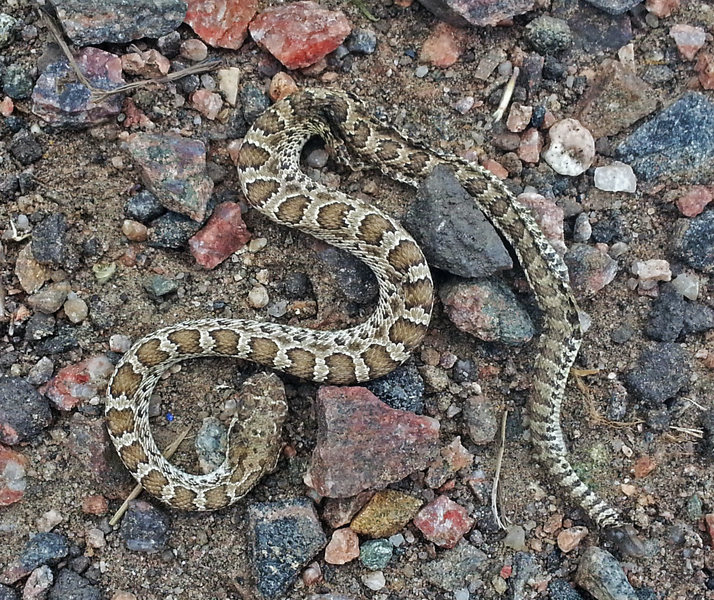 Prairie rattlesnake found on the trail at the Lookout Mountain crag. This one had been run over by a bike but it weren't dead, yet.