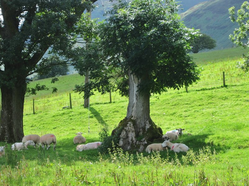 Warm days of summer .. Ullock ... near Braithwaite Village 