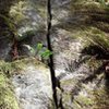 free range chook, 10b, aug 2016.  it doesn't look that bad, but all of the moss and mud hides the small and medium sized footholds.