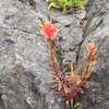 Local flora at the Amphitrite Lighthouse.