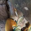 Working still another strenuous move on Heat Wave a.k.a. Layback Crack (5.8) at Interstate State Park on August 21, 2016.