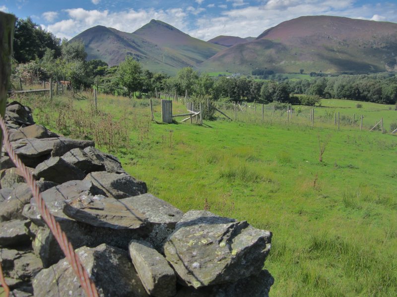 Heather in Bloom .. Causey Pike .. Newlands Valley