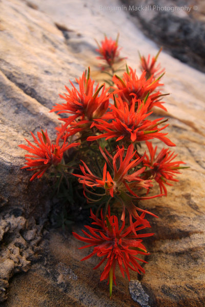 Local flora at the base