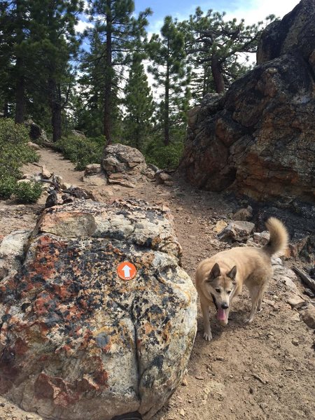 You'll find this boulder and trail marker immediately after the Castle Gates boulders (and I mean, like, immediately after). Go North from here and continue North West around the back of Castle Rock to find Rapunzel's Hair (5.7/9).<br>
<br>
Note that this picture was taken facing North, looking right after after walking between the Castle Gate boulders.