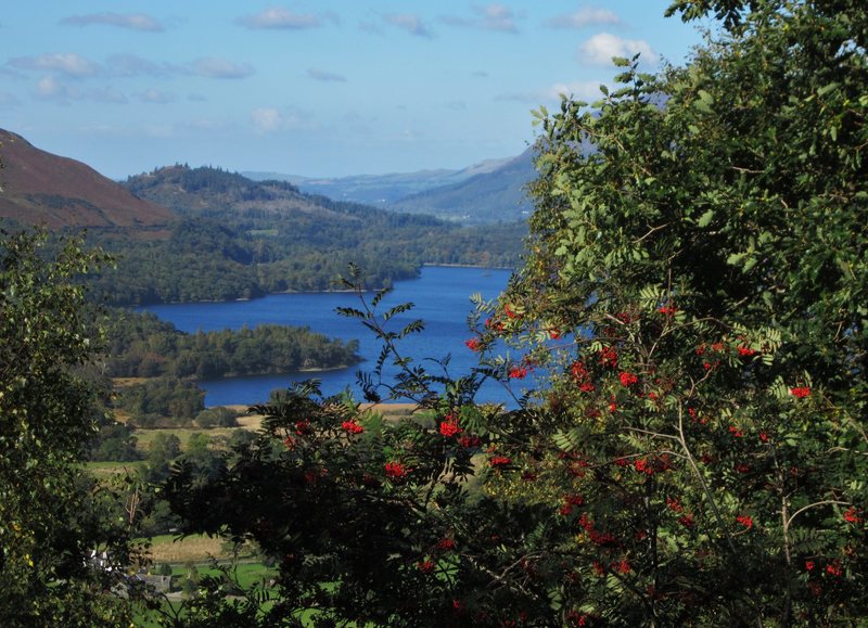 Rowan Tree Borrowdale