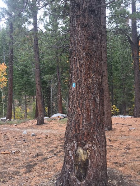 When you see the blue arrow on the tree, turn to left trail.